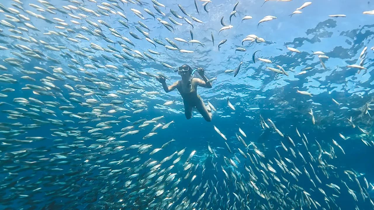 Sardine Run