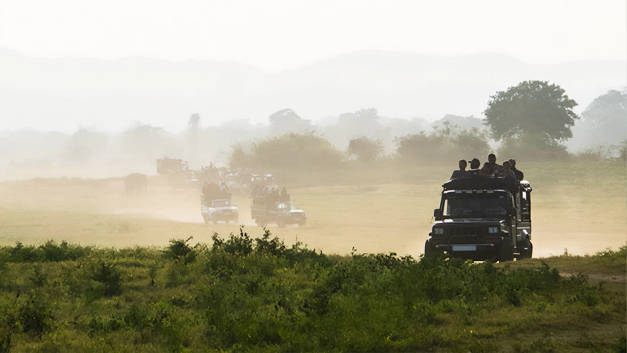 Surf & Safari Experience