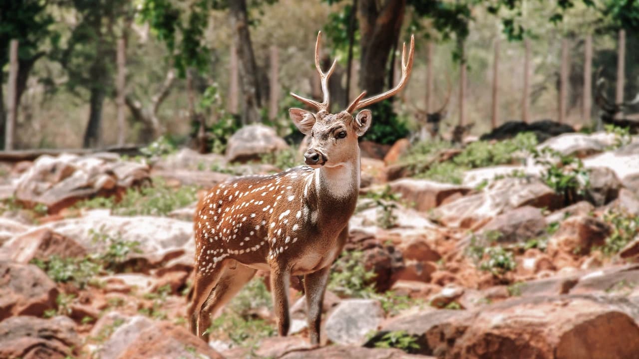 Canter Safari in Ranthambhore National Park