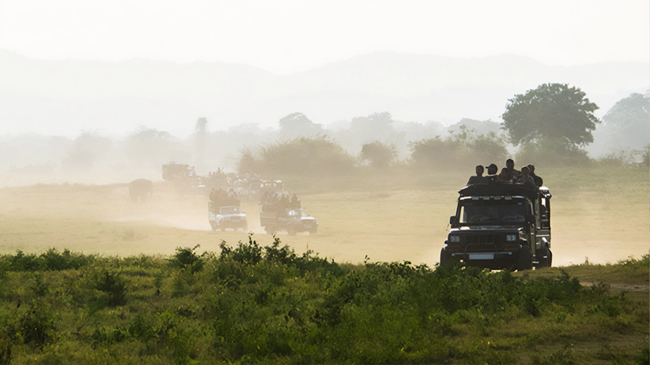 Surf & Safari Experience