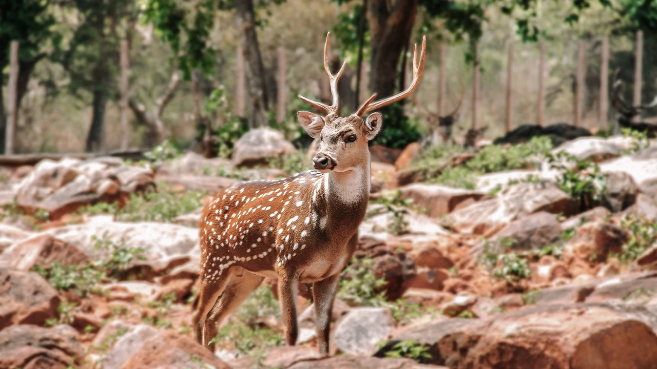 Canter Safari in Ranthambhore National Park