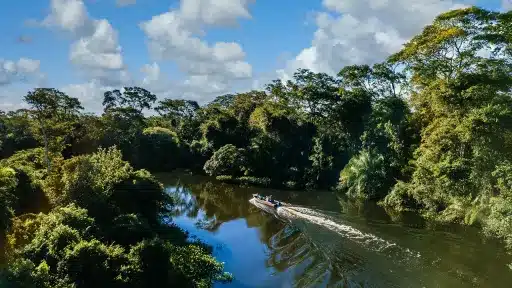 Amazon River with pink dolphins