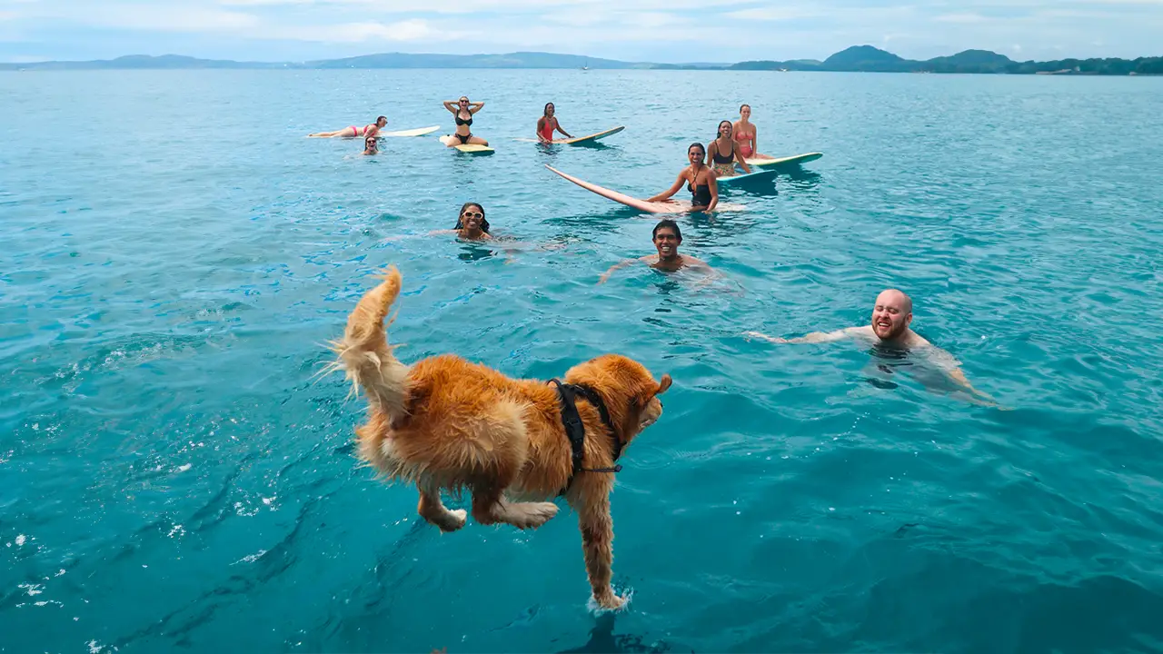 Goldren Retriver dog jumping in the blue water to swim with his furparent and friends